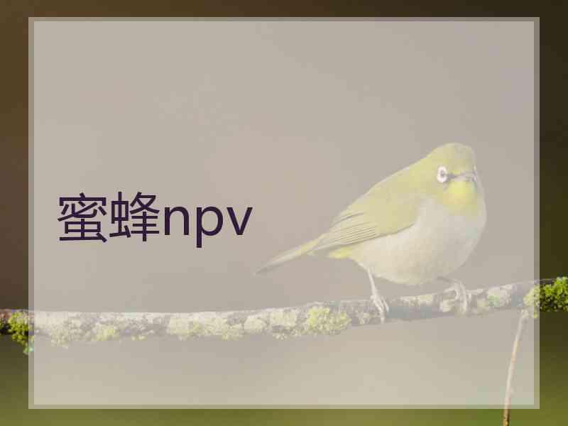 蜜蜂npv